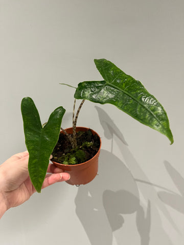 Alocasia Reticulata