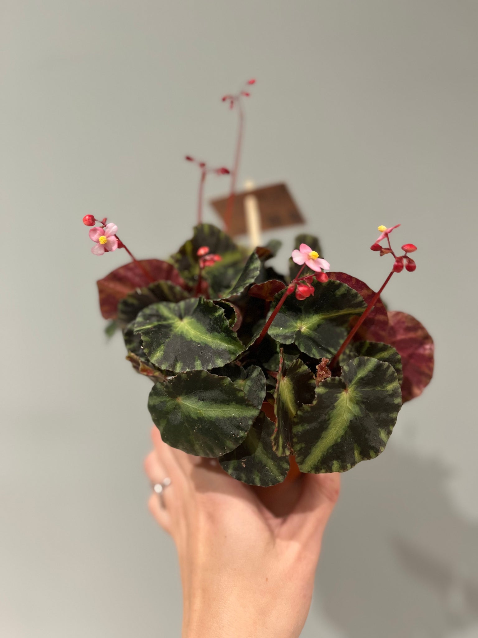 Begonia Cleopatra