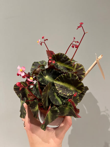 Begonia Cleopatra