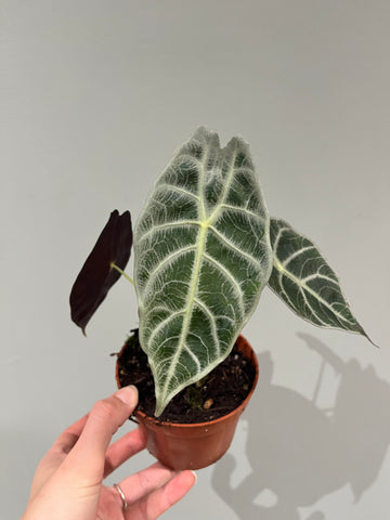 Alocasia Watsoniana Lightning