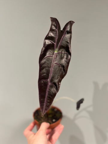 Alocasia Longiloba Purple