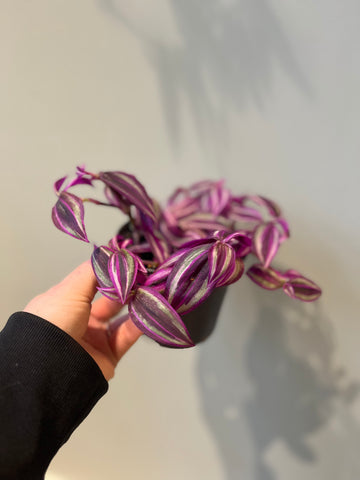 Tradescantia ‘pink paradise’