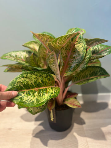 Aglaonema Painted celebration