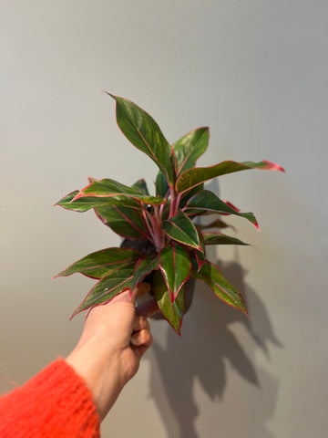 Aglaonema Jungle Red