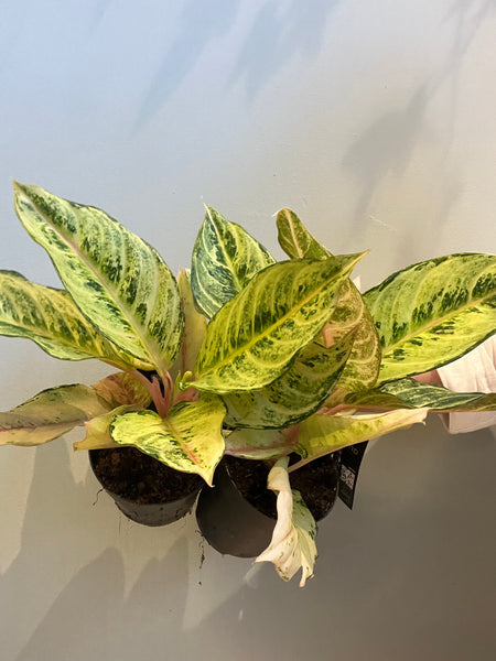 Aglaonema Chartreuse pretty