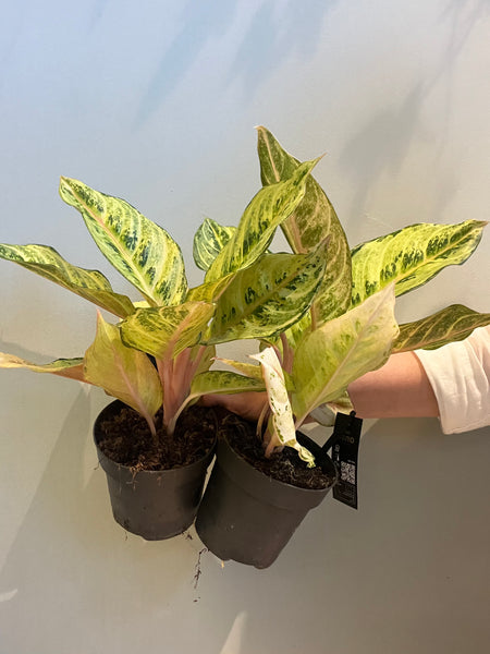 Aglaonema Chartreuse pretty