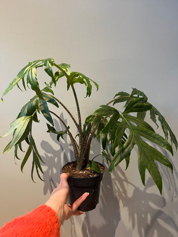 Alocasia Brancifolia ‘serpents tail’