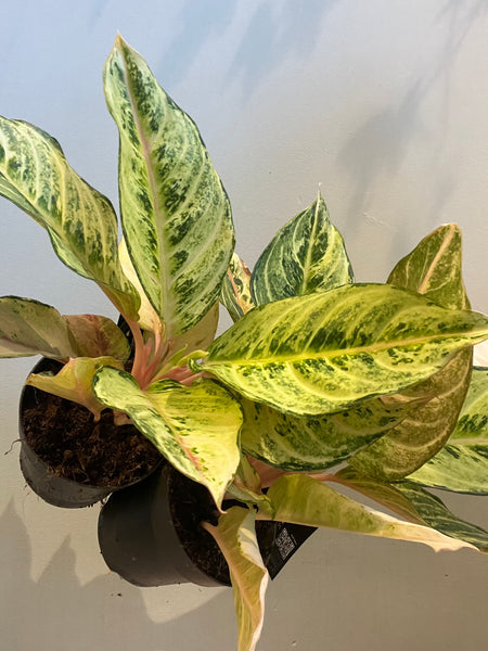 Aglaonema Chartreuse pretty