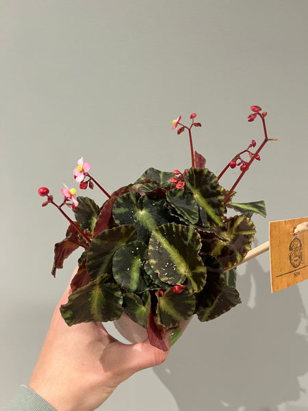 Begonia Cleopatra