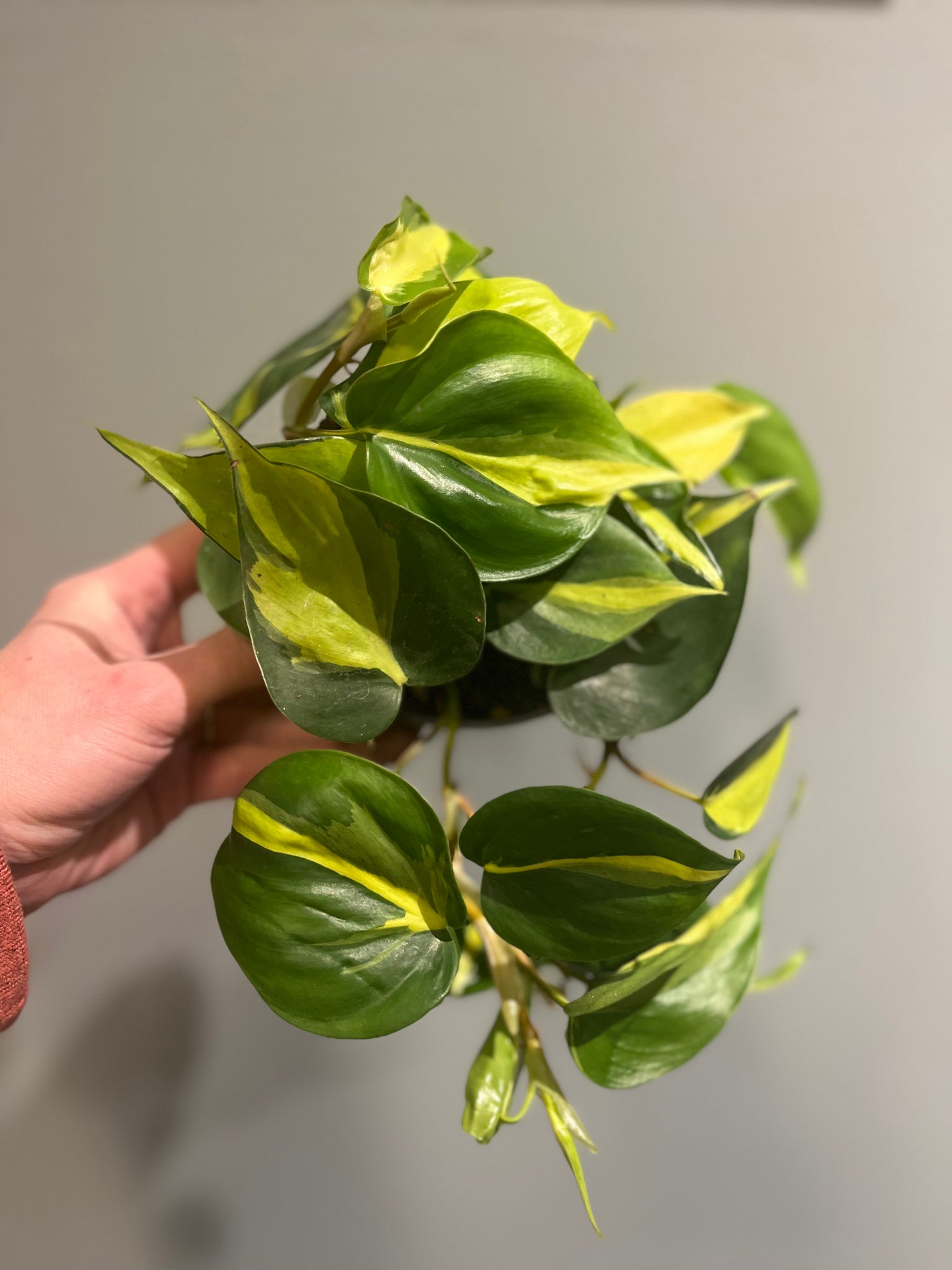 Philodendron Scandens Brasil