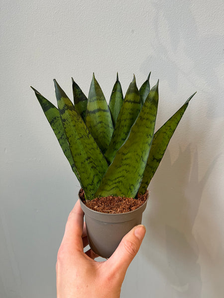 Sansevieria Zeylanica fan