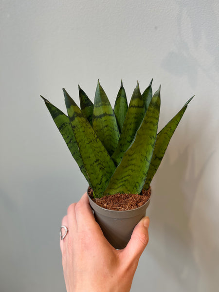 Sansevieria Zeylanica fan