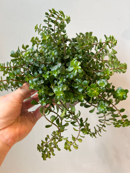 Sedum Makinoi