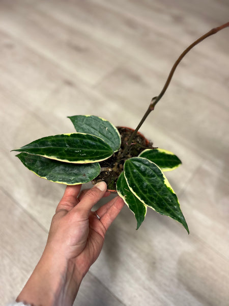 Hoya Macrophylla