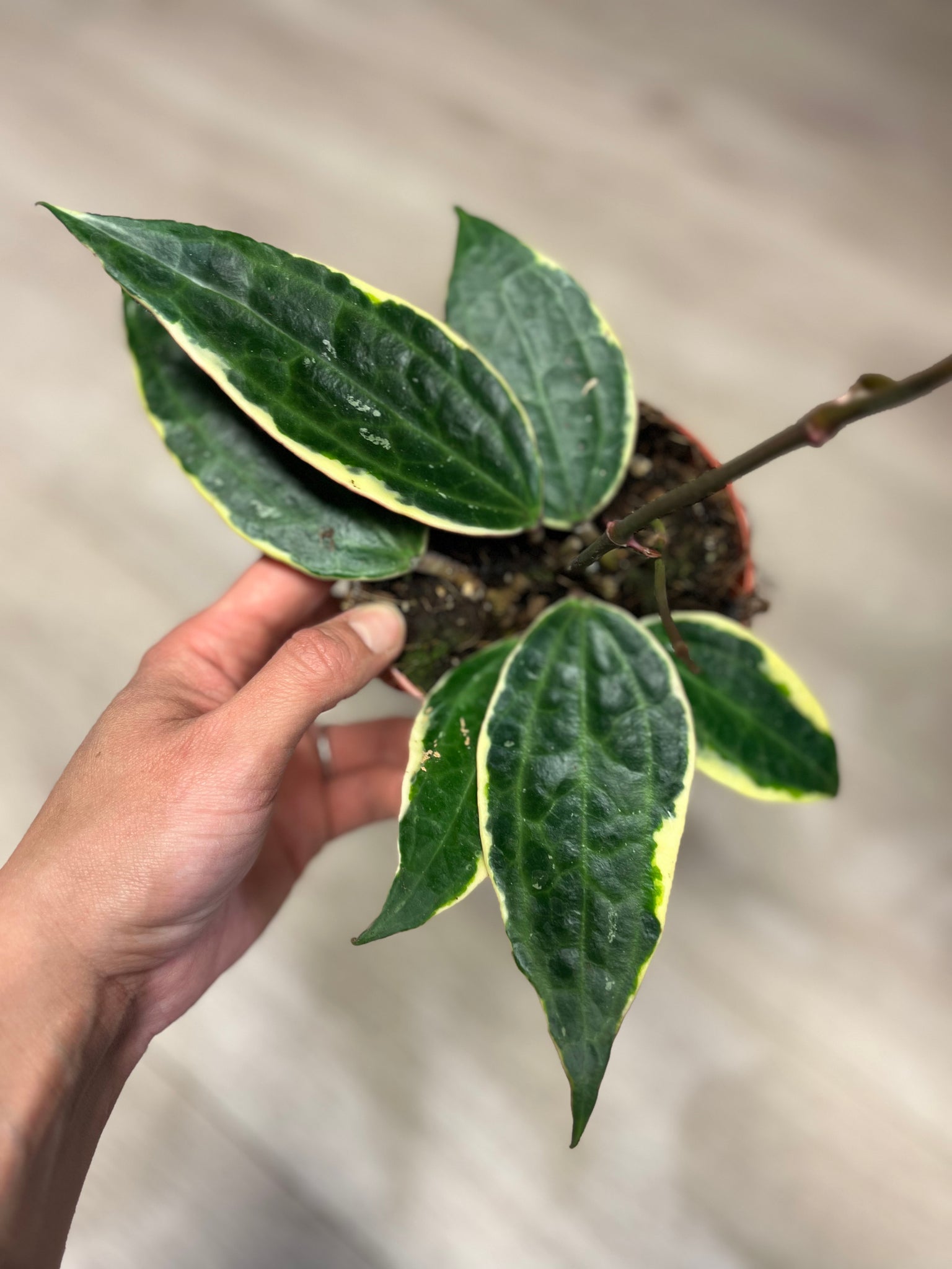 Hoya Macrophylla