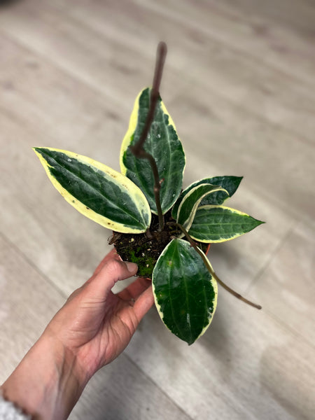 Hoya Macrophylla