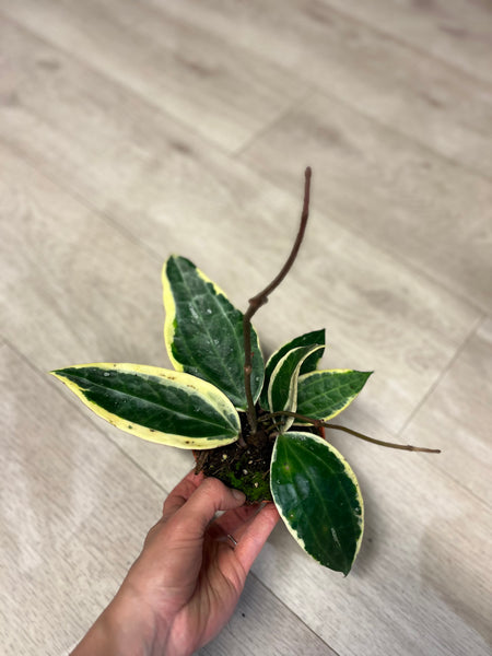 Hoya Macrophylla