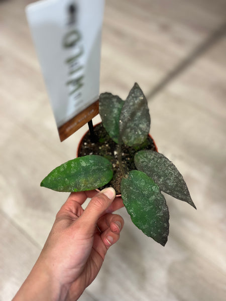 Hoya Caudata