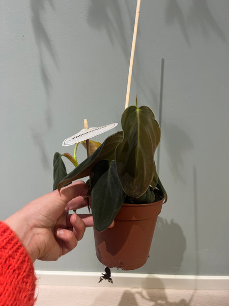 Philodendron Gigas / Plant Rescue