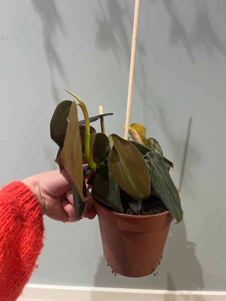 Philodendron Gigas / Plant Rescue