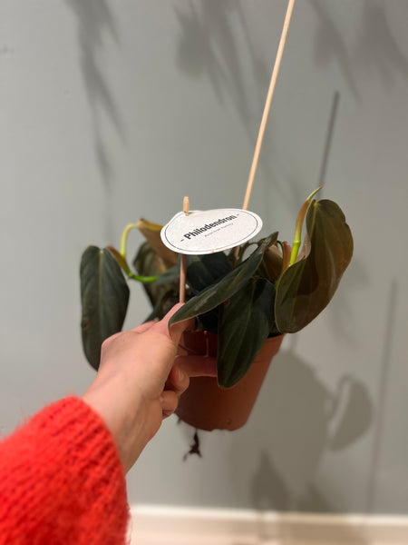 Philodendron Gigas / Plant Rescue