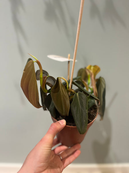 Philodendron Gigas / Plant Rescue