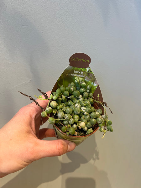 Senecio Rowleyanus Variegata / Miniplante