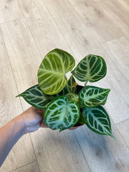 Anthurium Crystallinum `Silver Blush`