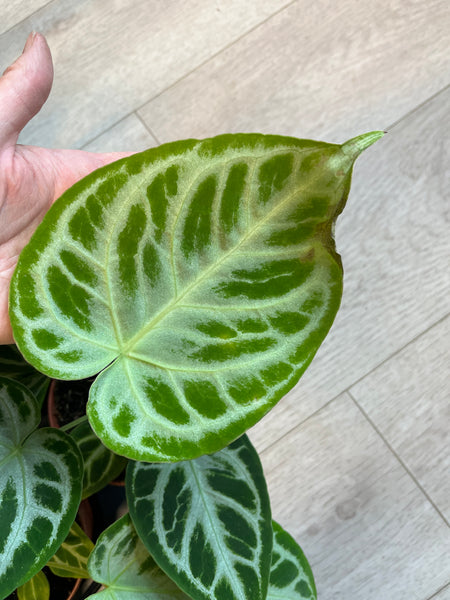 Anthurium Crystallinum `Silver Blush`