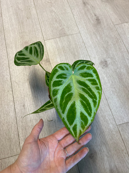 Anthurium Crystallinum `Silver Blush`