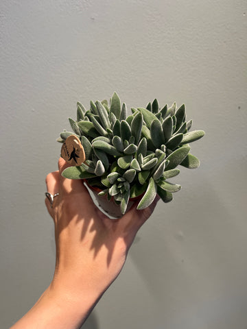 Crassula Tarentula