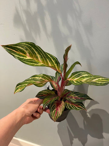 Aglaonema Dreamcatcher