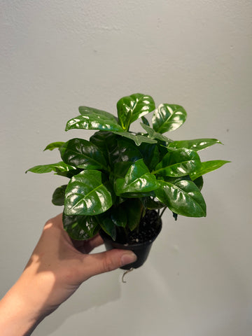 Coffea Arabica / Miniplanter