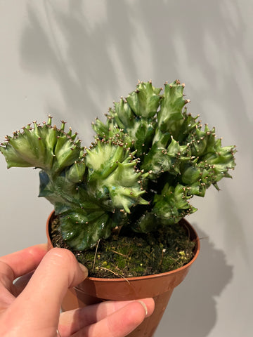 Euphorbia Lactea Cristata