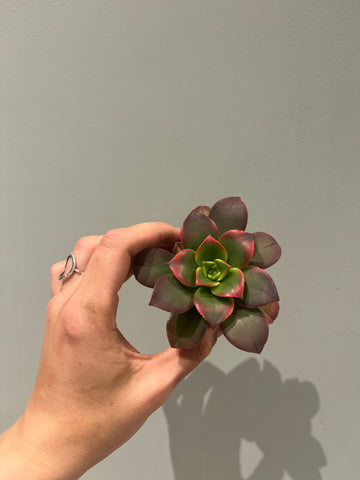 Aeonium Kiwi