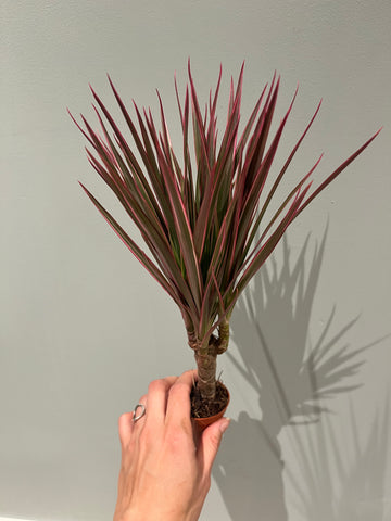 Dracaena Marginata Bicolor `Make-Upz` / Miniplanter