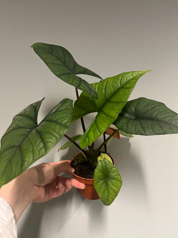 Alocasia Bisma Silver