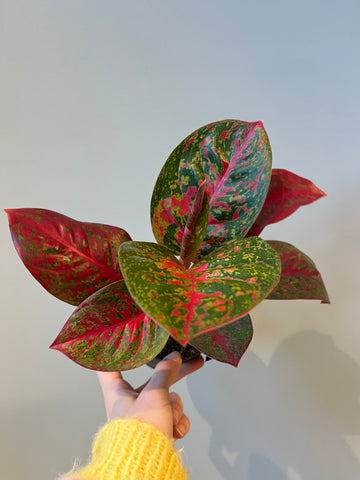 Aglaonema Red Sprinkles