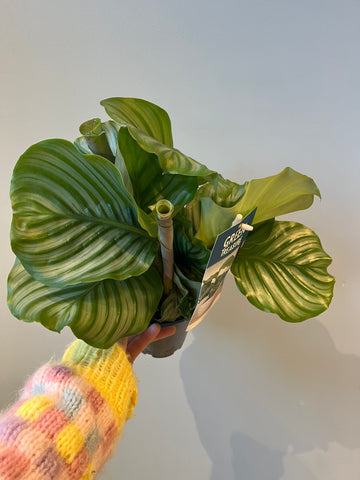 Calathea Orbifolia